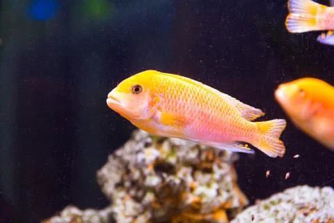Aulonocara fish Stock Photos
