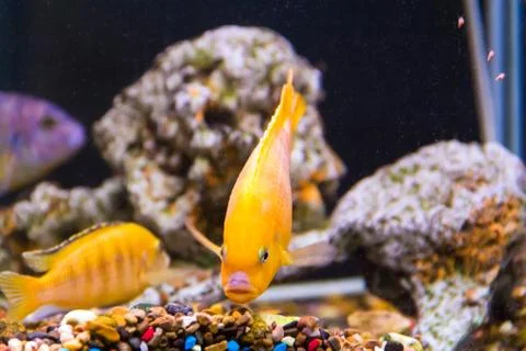 Aulonocara fish Stock Photos