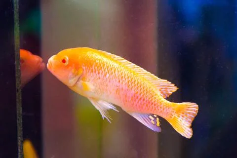 Aulonocara fish Stock Photos