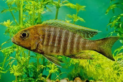 Aulonocara jacobfreibergi Stock Photos