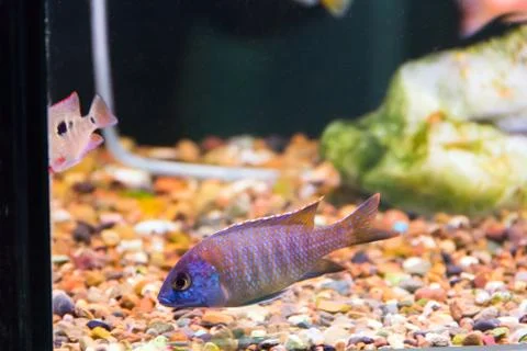 Aulonocara Foto stock