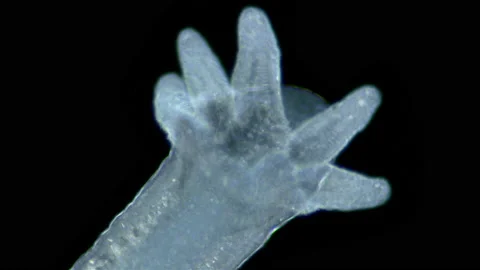 Aulophorus sp worm under a microscope, family Naididae. Stock Footage 236277475