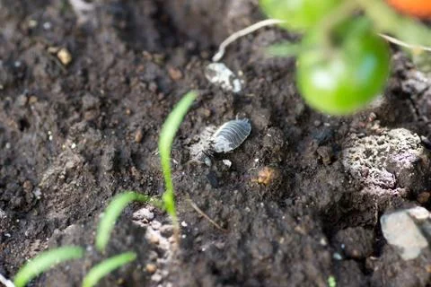 An aunt dragging the carcass of sow bug Stock Photos