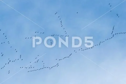 Aura of gooses against blue sky Stock Photos