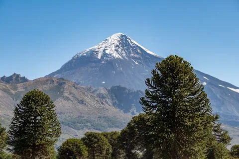 Auracarias, with the background, the Lanin volcano. Stock Photos