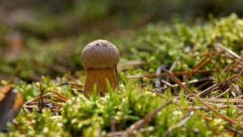 Aureoboletus Projectellus 02 Stock Photos