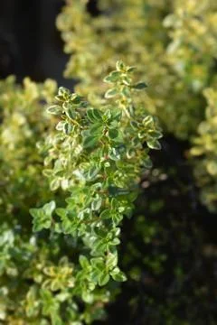 Aureus Lemon Thyme Stock Photos