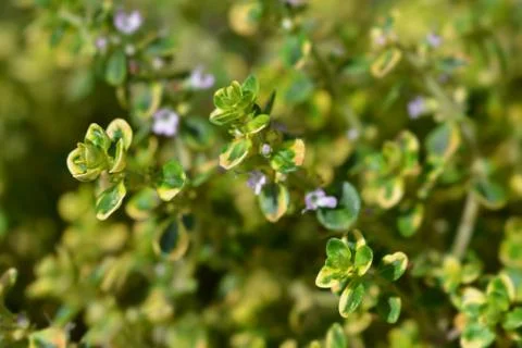 Aureus Lemon Thyme Stock Photos