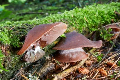 Auricularia auricula judae Stock Photos