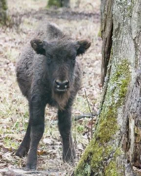 Auroch calf Stock Photos