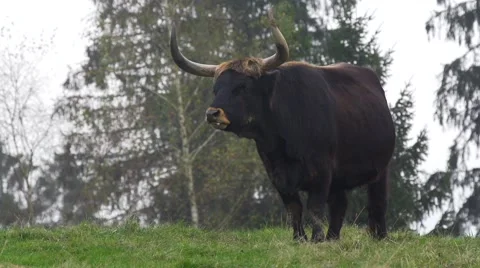 Aurochs - Bos primigenius Stock Footage 43741290