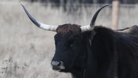 Aurochs like cattle chewing grass Stock Footage 245506748