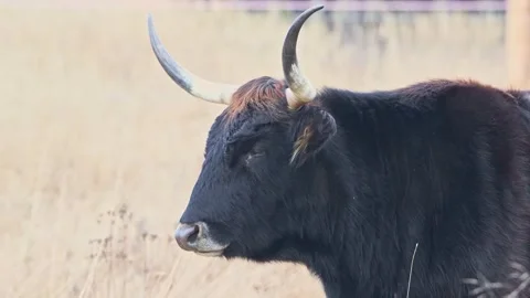Aurochs like cattle chewing grass Stock Footage 247249605
