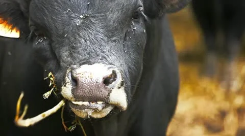 Aurochs Closeup Stock Footage 11081522