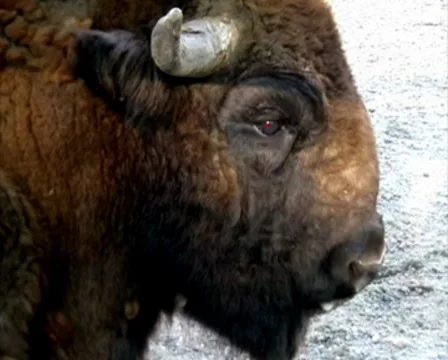 Aurochs Stock Footage 8833225