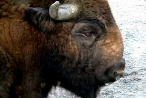 Aurochs Stock Footage 8833227