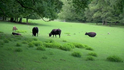 Aurochs graze in a pasture next to a forest Stock Footage 133242263