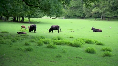 Aurochs graze in a pasture next to a forest 3 Stock Footage 133242330