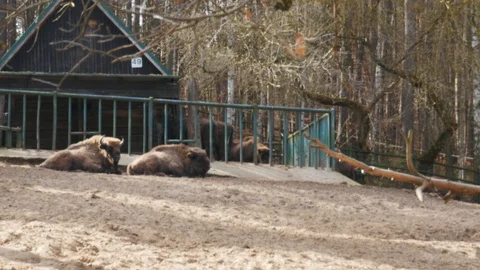Aurochs resting Stock-Footage 106119753