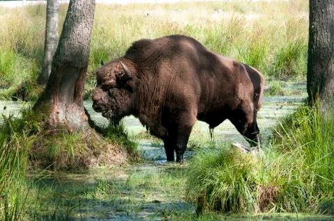 Aurochs in the summer forest Stock Photos