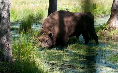 Aurochs in the summer forest Stock Photos