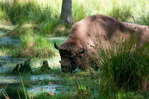 Aurochs in the summer forest Stock Photos