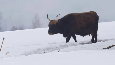 Aurochs in winter Stock Footage 72646555