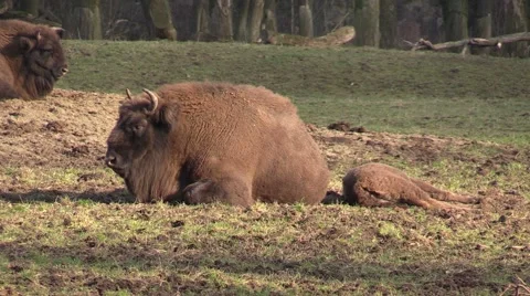 Aurochs in a zoo in Germany Vidéo 47808987