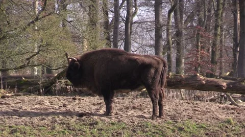 Aurochs in a zoo in Germany Vídeo Stock 47815524