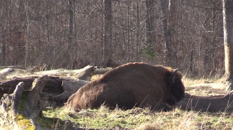 Aurochs in a zoo in Germany Vidéo 47836383