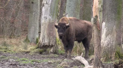 Aurochs in a zoo in Germany Vidéo 47837318