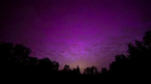 Aurora after solar storm. Violet northern lights over forest. Stock Footage 275523455