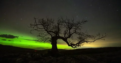 Aurora and lone tree Stock Footage 296681071