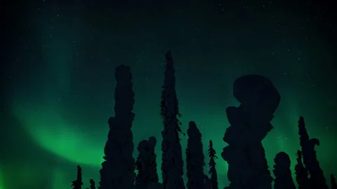Aurora behind forest Stock Footage 264927123