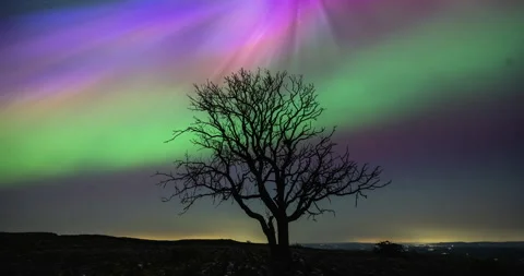 Aurora behind a silhouette of tree Video stock 275823910