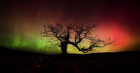 Aurora behind a wonky tree Stock Footage 296682004