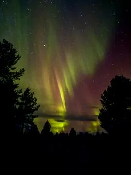 Aurora Borealis Above Pine Forest Stock Photos