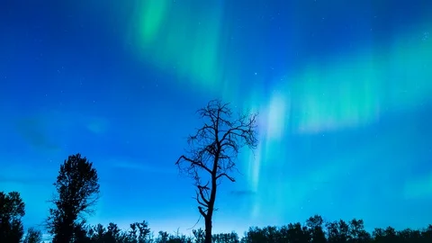 Aurora Borealis Dances Over Skeleton Tree Alberta Canada Stock Footage