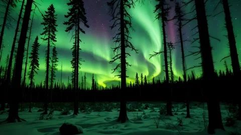 Aurora Borealis Dancing Over Pine Forest 스톡 동영상 304339407