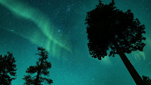 Aurora Borealis Green Loop Pine Trees Green Sky Northern Lights Stock Footage 149857234