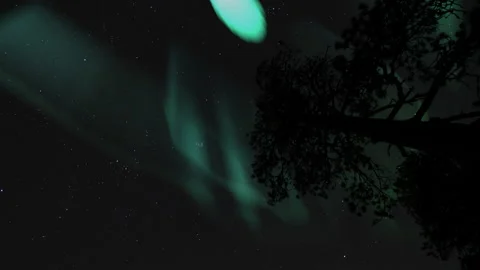 Aurora Borealis Green Loop Pine Trees Dark Sky Northern Lights Stock Footage 150193164