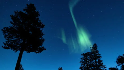 Aurora Borealis Green Loop Pine Trees Blue Sky Northern Lights Stock Footage 201563631