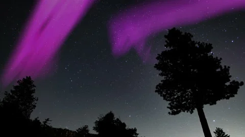 Aurora Borealis Green Loop Pine Trees Black Sky Northern Lights Stock Footage 220388500