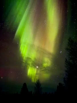 Aurora Curtains Over Forest Stock Photos