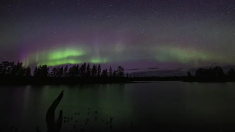 Aurora over a mystical forest Stock Footage 250287901