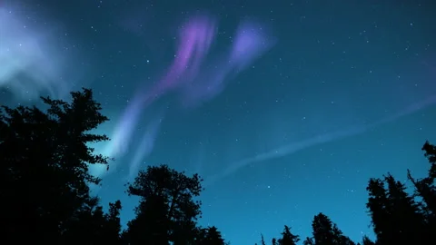 Aurora Purple Above Pine Trees Loop Stock Footage 159495028