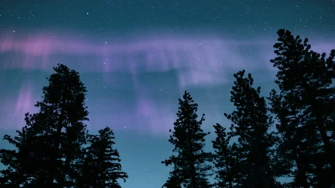 Aurora Purple Over Pine Trees Silhouette Loop Stock Footage 131964144