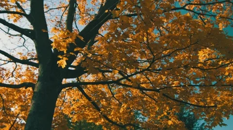 Aurumn tree with black trunk. Blue sky. Slow movement. Stock-Footage 42753755