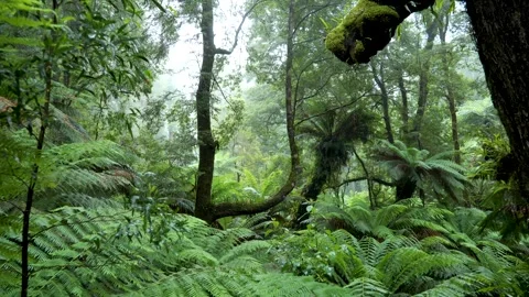 AUS_Cape-Otway_rainforest1.mov Stock Footage 263376587