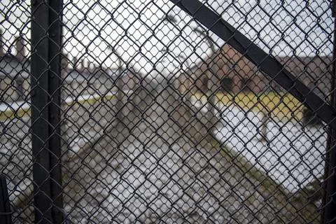 Auschwitz camp grid Stock Photos